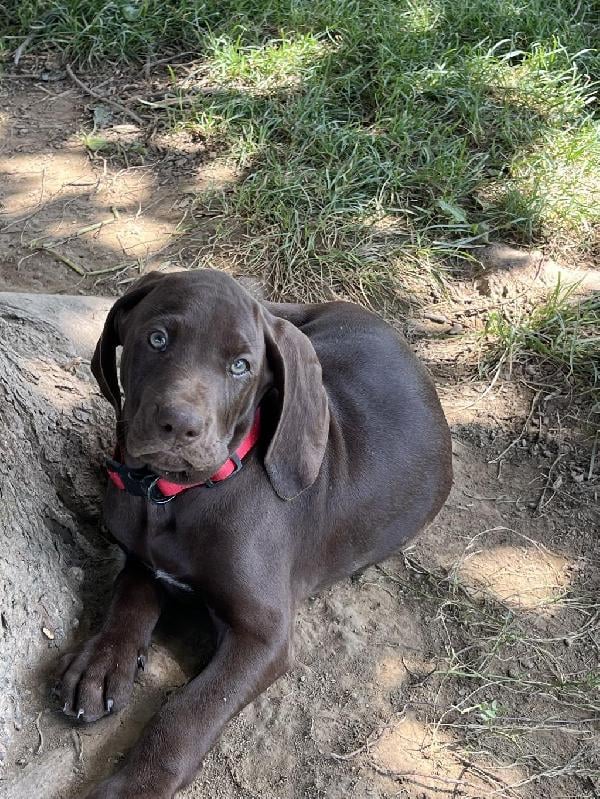 German Shorthaired Pointer
