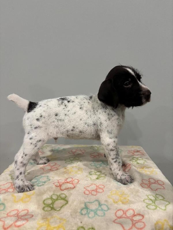 German Wirehaired Pointer