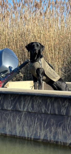 Labrador Retriever