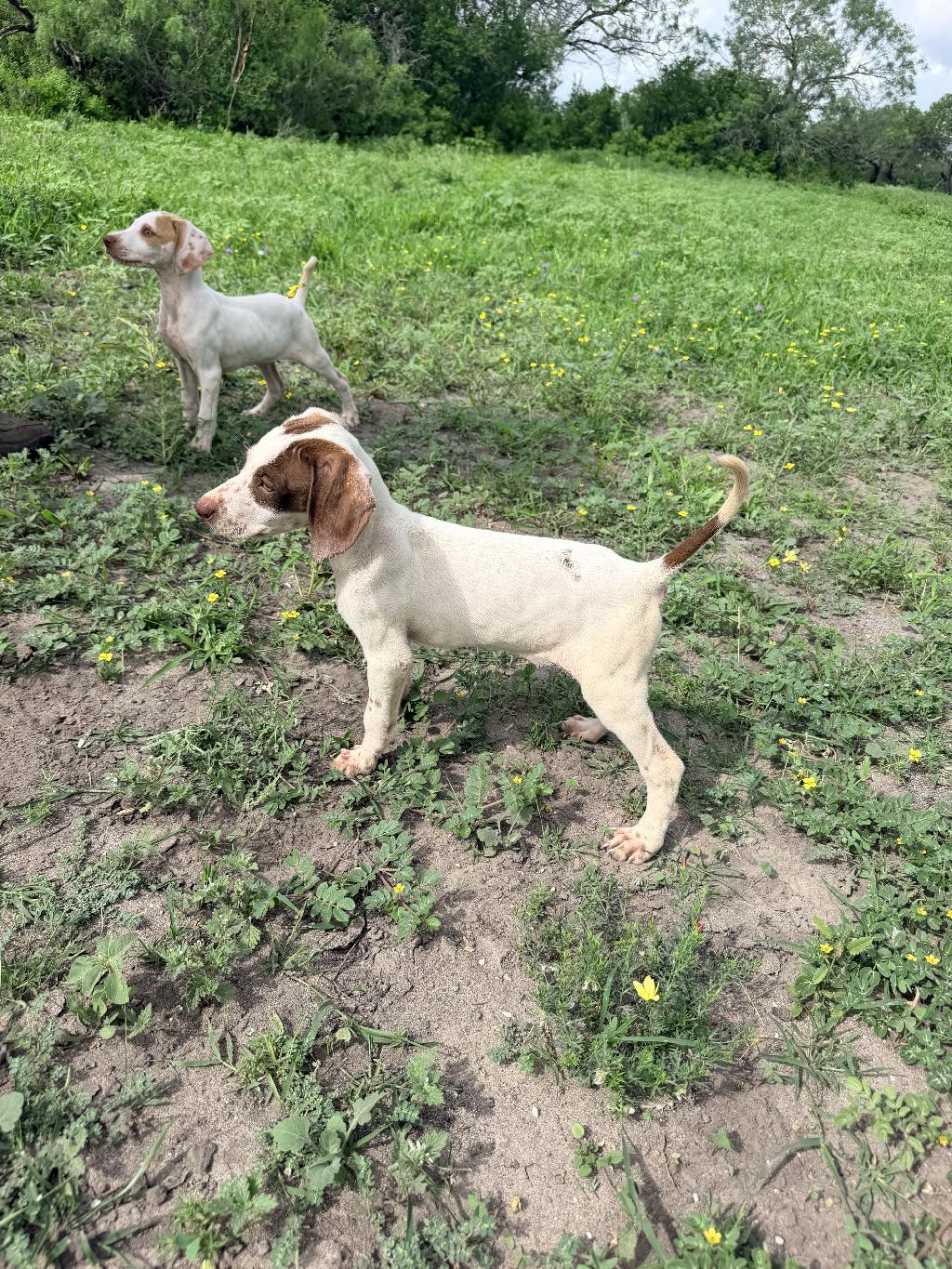 FEMALE ENGLISH POINTER English Pointer