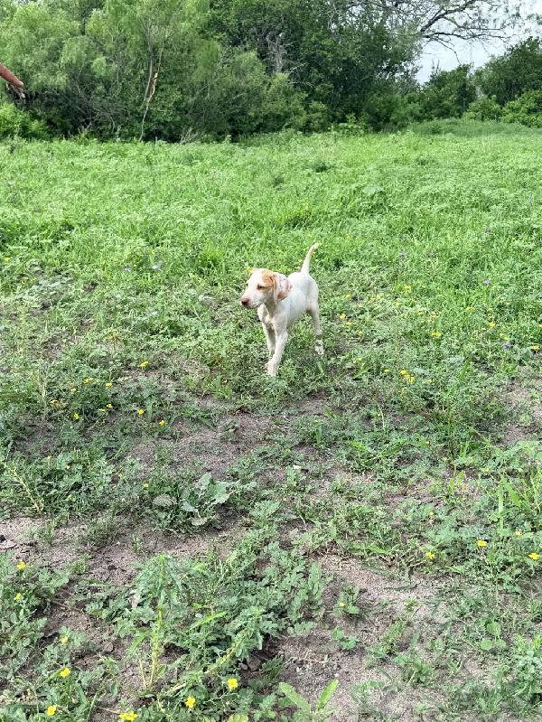 MALE ENGLISH POINTER PUPPY English Pointer