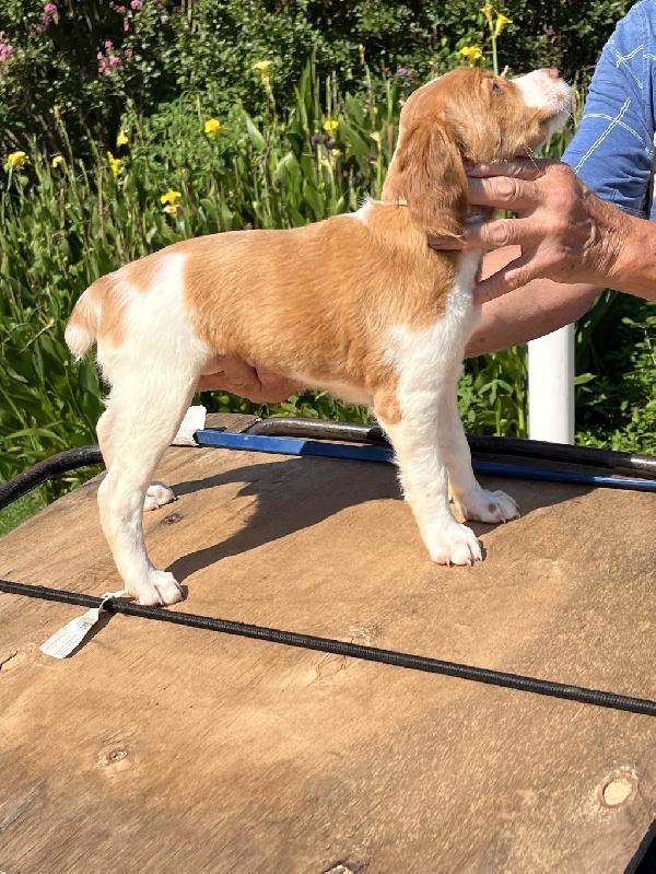 American Brittany