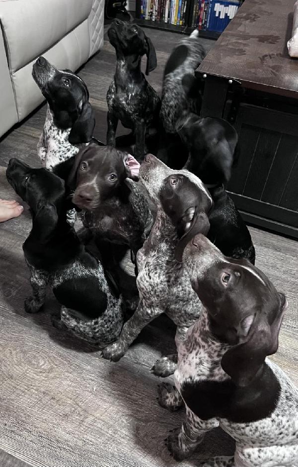 German Shorthaired Pointer