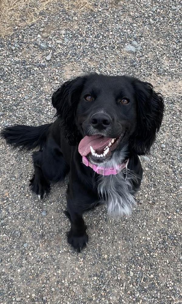 English Cocker Spaniel