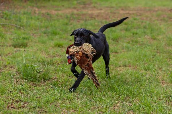 Labrador Retriever