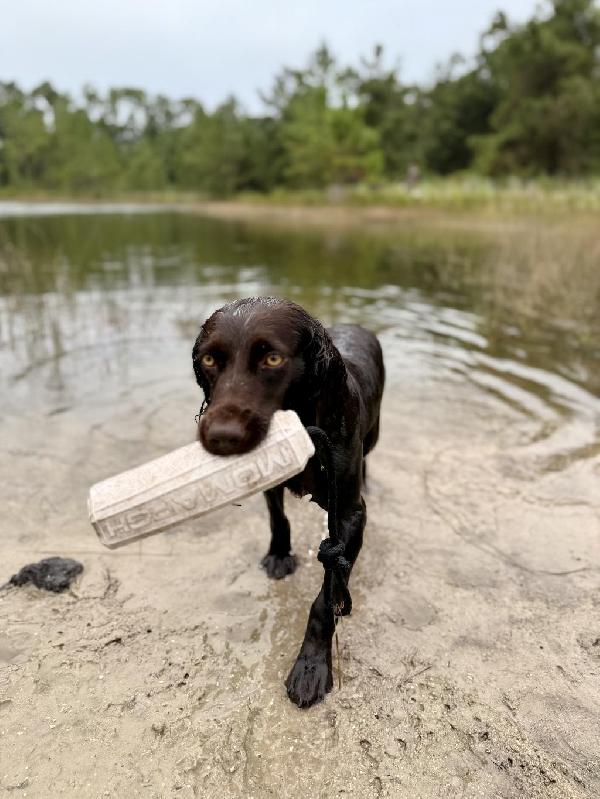 STARTED BOYKIN SPANIEL (F) Boykin Spaniels