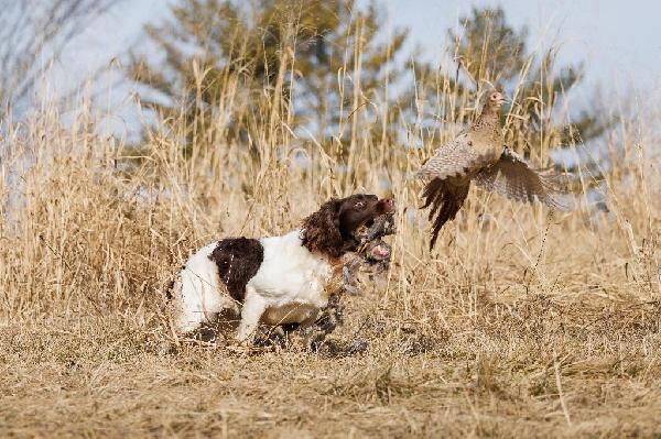 FIELD BRED ENGLISH SPRINGER SPANIEL PUPPIES English Springer Spaniel
