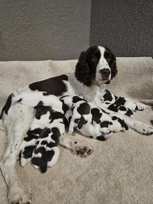 English Springer Spaniel