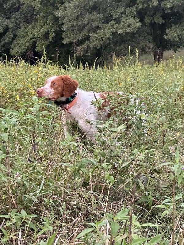 French Brittany