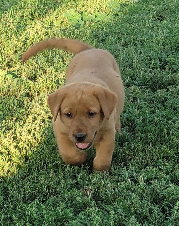 Labrador Retriever