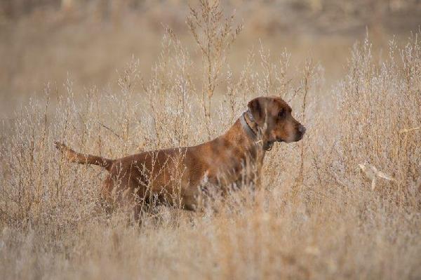 Labrador Retriever