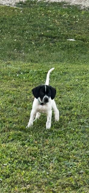 English Pointer
