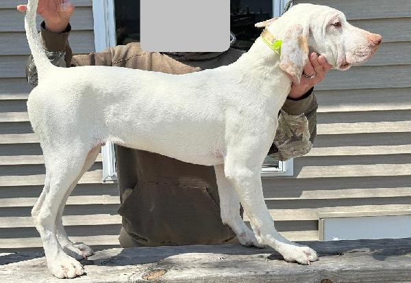 English Pointer