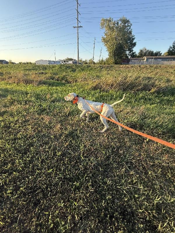 English Pointer