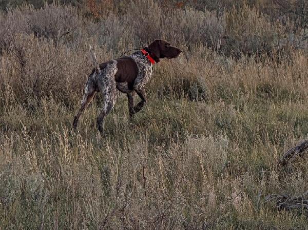 German Shorthaired Pointer