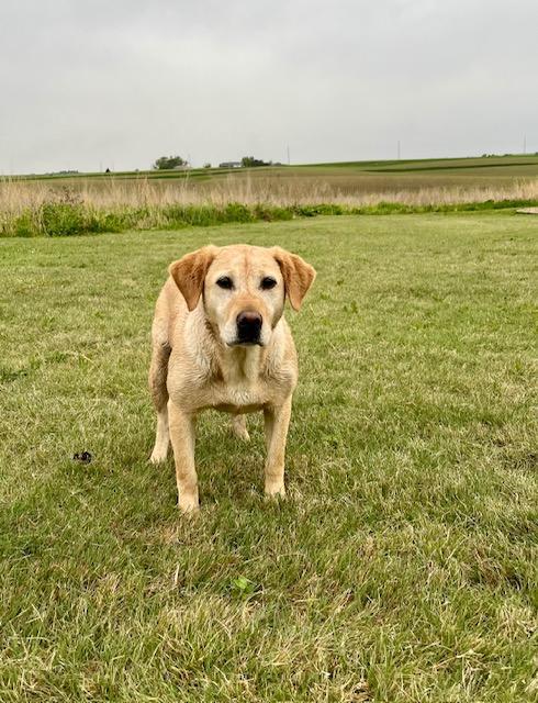 Labrador Retriever