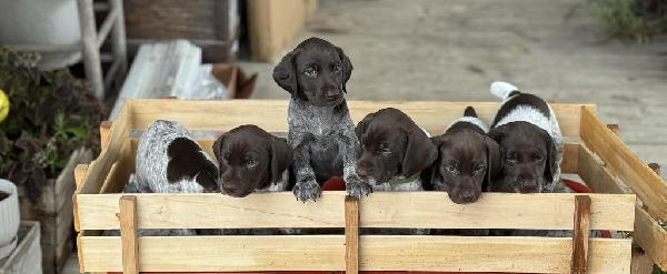 German Shorthaired Pointer