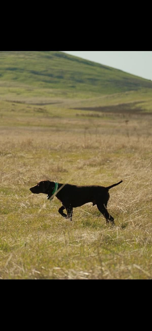German Shorthaired Pointer