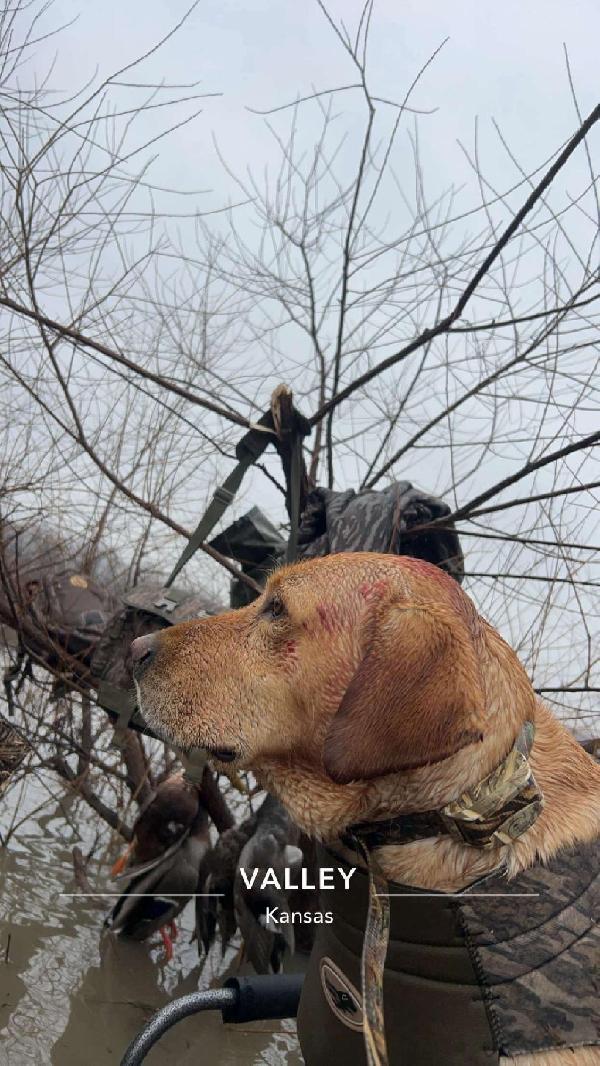Labrador Retriever