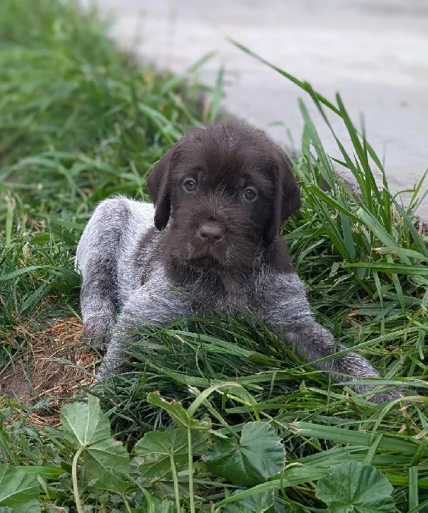Wirehaired Pointing Griffon