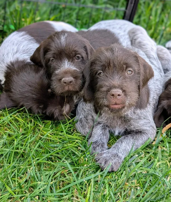 Wirehaired Pointing Griffon