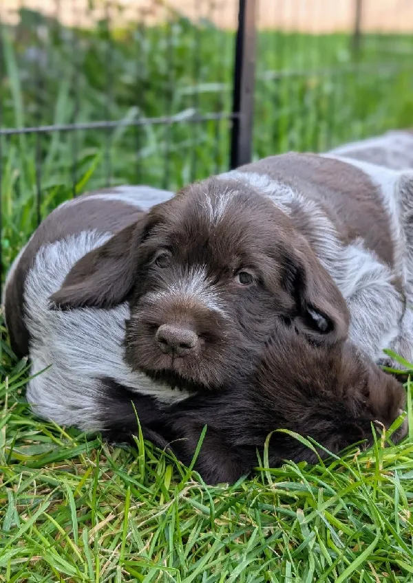 Wirehaired Pointing Griffon