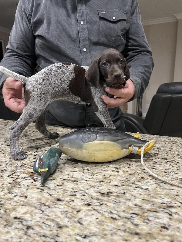German Shorthaired Pointer