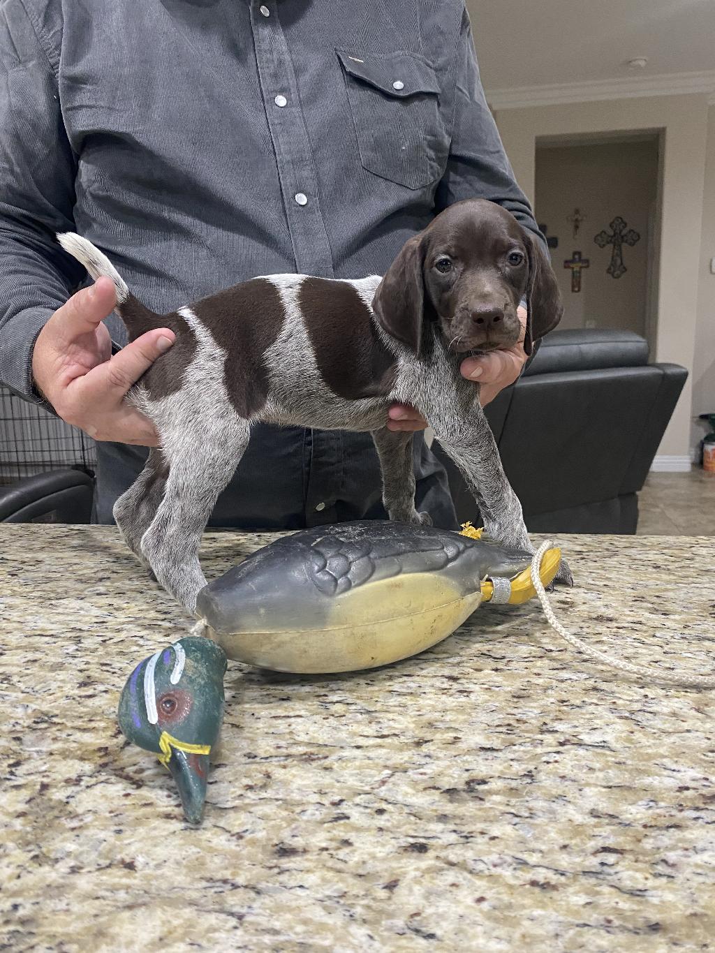 CALIFORNIA GSP LIVER ROAN FEMALE German Shorthaired Pointer