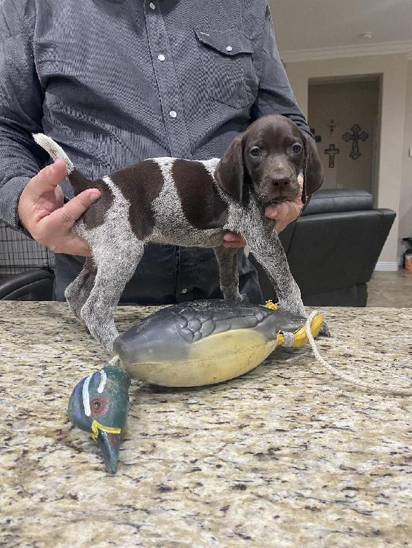 CALIFORNIA GSP LIVER ROAN FEMALE German Shorthaired Pointer