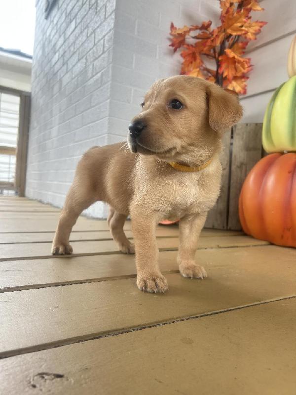 Labrador Retriever