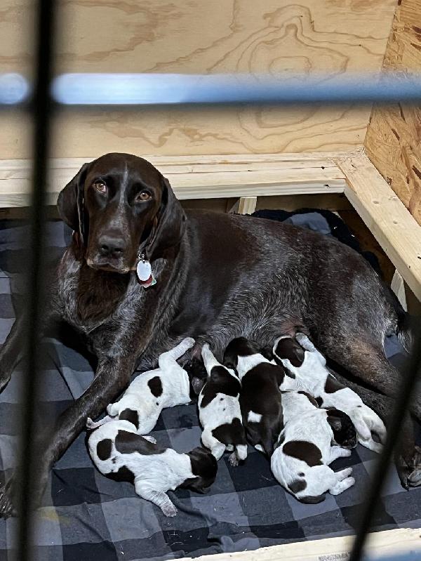 German Shorthaired Pointer