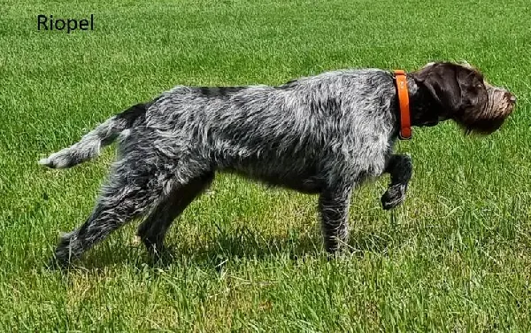 Wirehaired Pointing Griffon