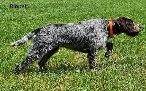 Wirehaired Pointing Griffon