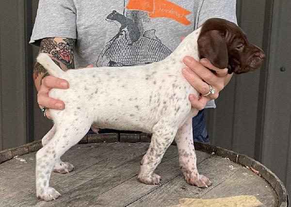 German Shorthaired Pointer