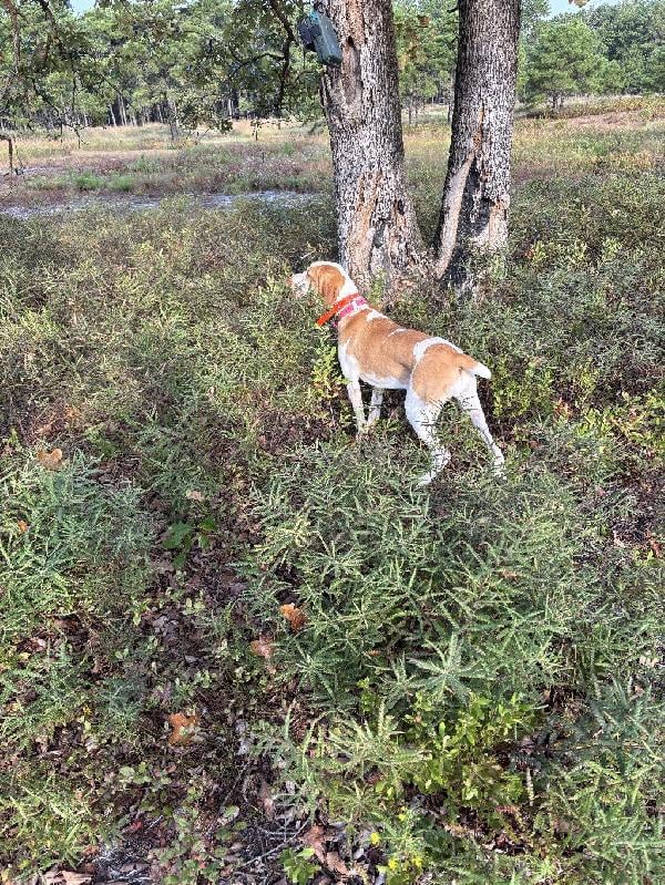 Bracco Italiano