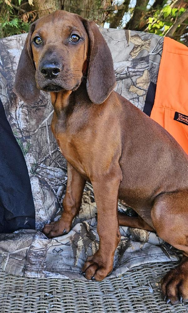 Redbone Coonhound