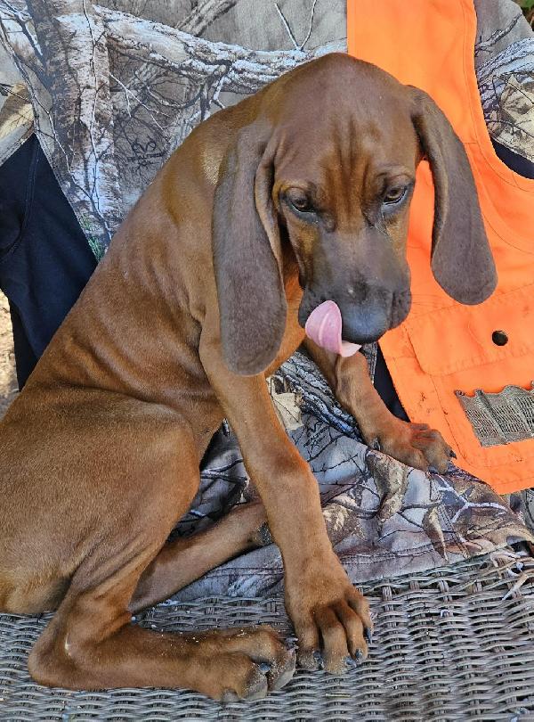 Redbone Coonhound