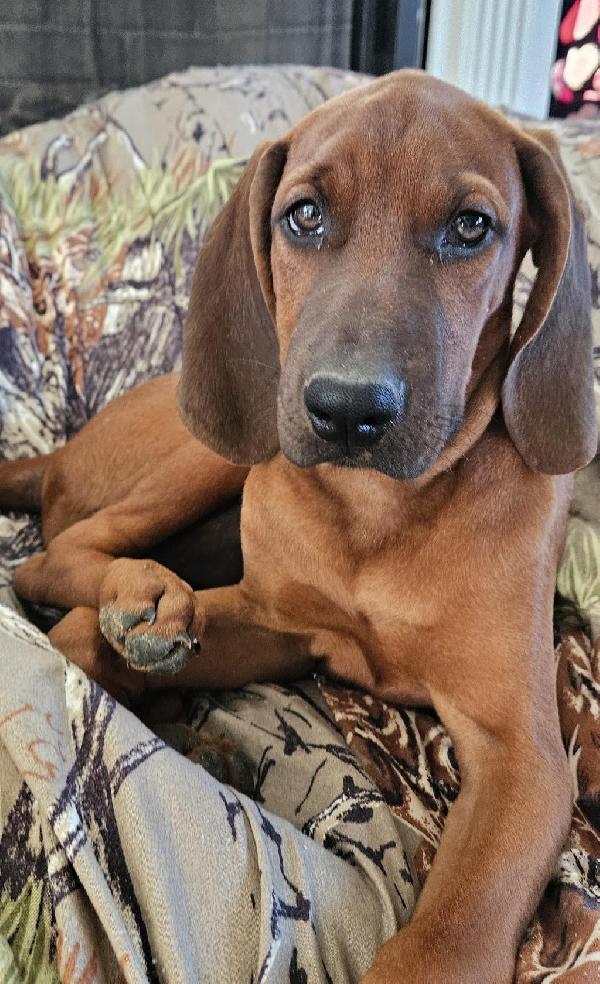 Redbone Coonhound