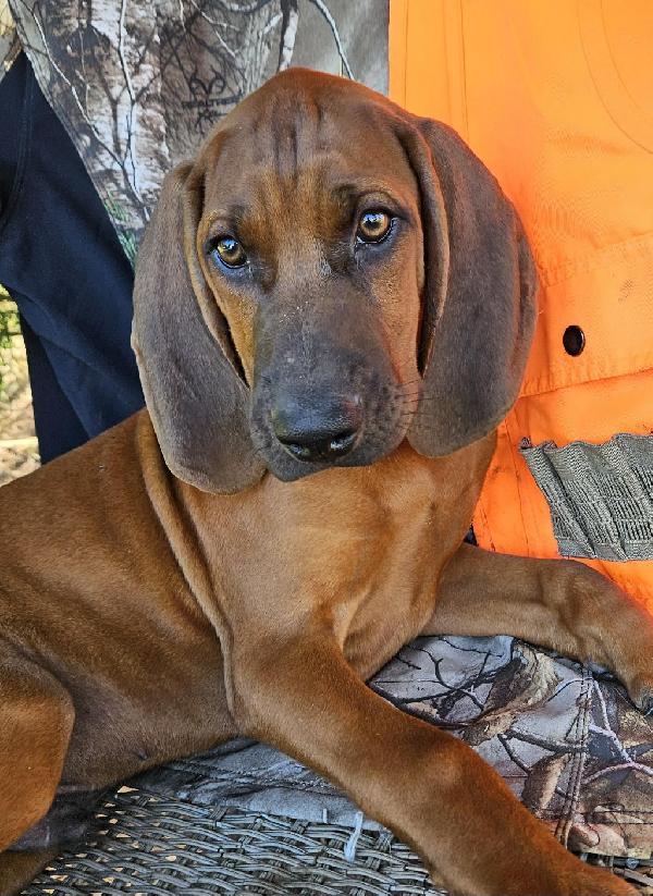 Redbone Coonhound