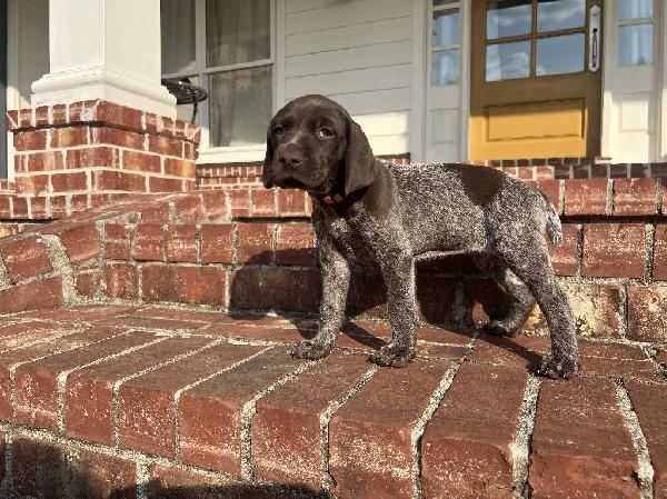 German Shorthaired Pointer