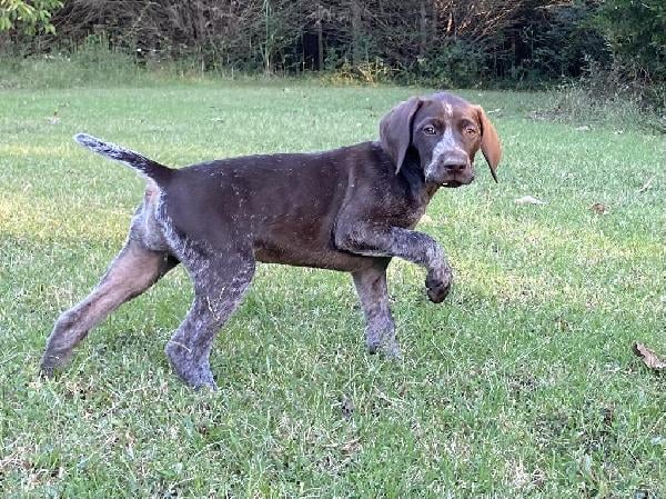 German Shorthaired Pointer