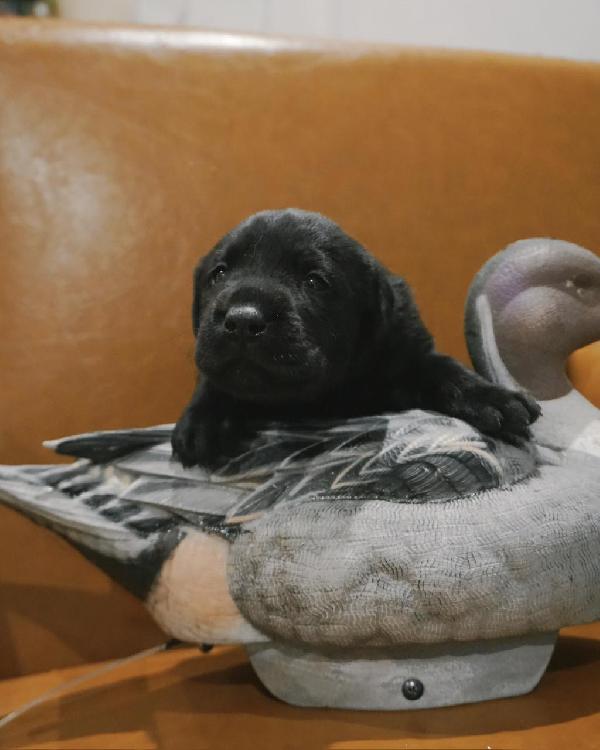 Labrador Retriever