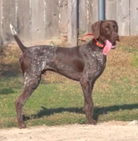 German Shorthaired Pointer