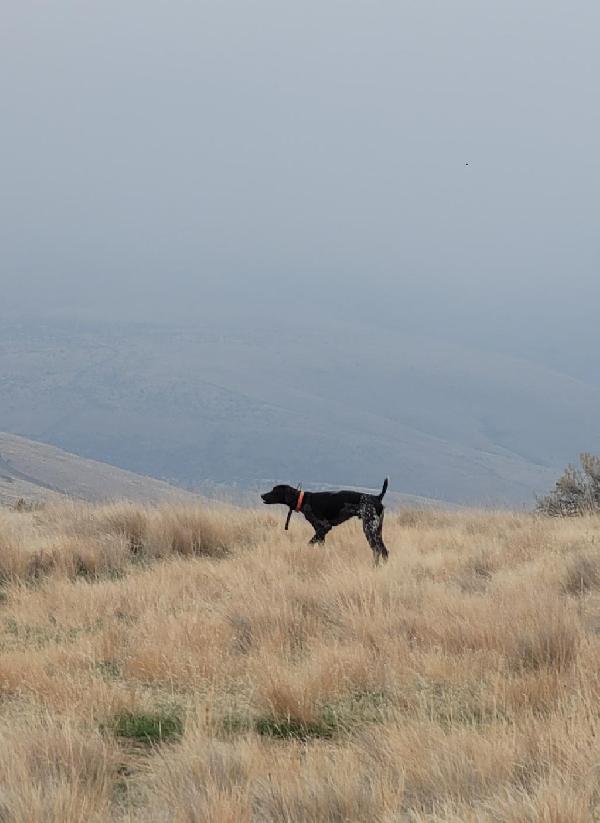 German Shorthaired Pointer