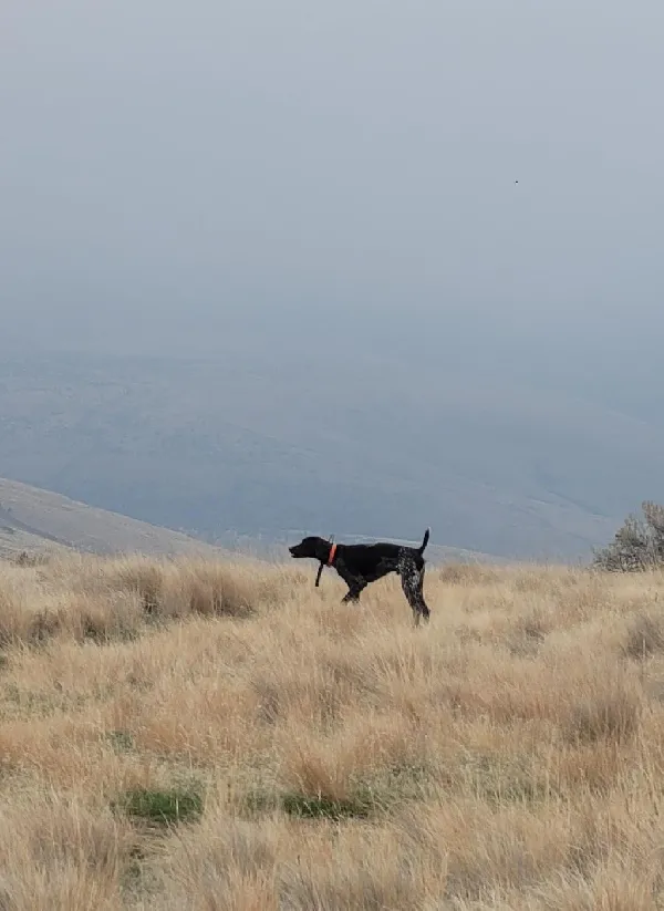 German Shorthaired Pointer