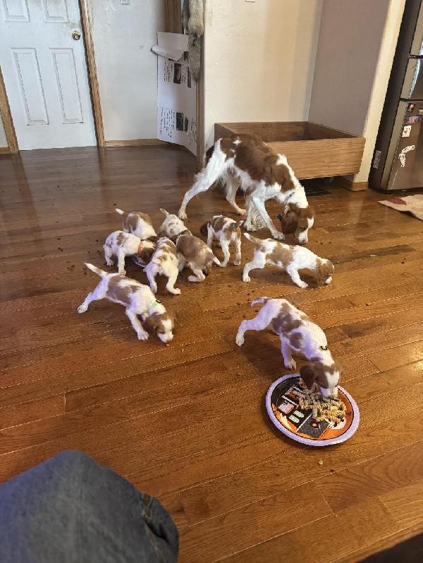 American Brittany