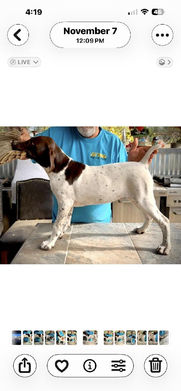German Shorthaired Pointer