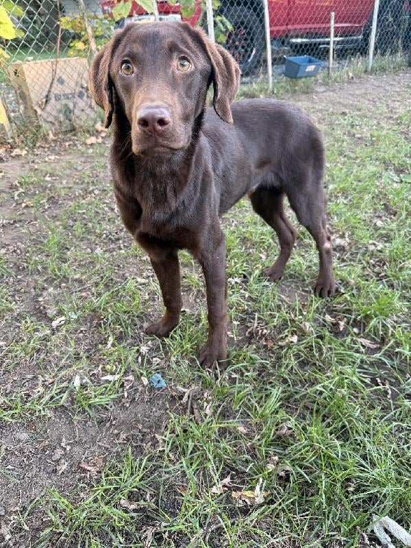 Labrador Retriever