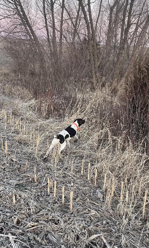 German Shorthaired Pointer
