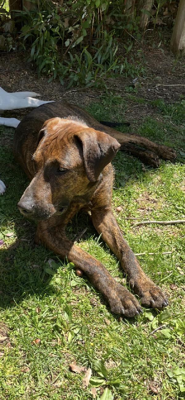 Plott Hound